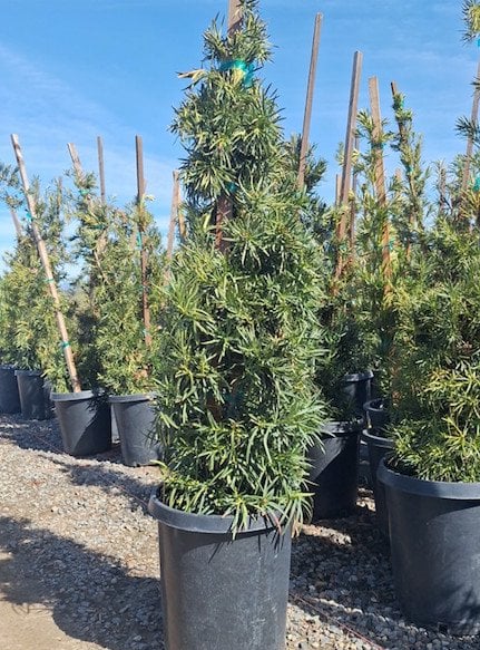 Photo for Podocarpus macrophyllus 'Maki' (Shrubby Yew Pine)