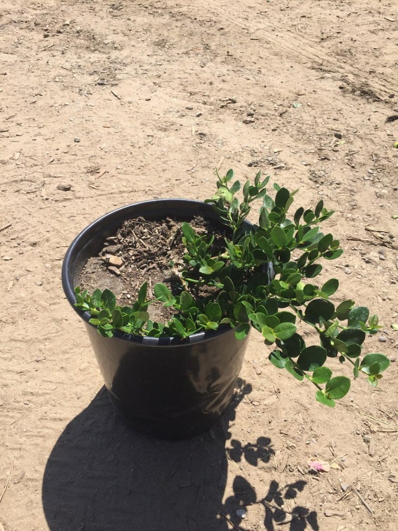 Photo for Carissa macrocarpa ‘Green Carpet’ (Green Carpet Natal Plum)