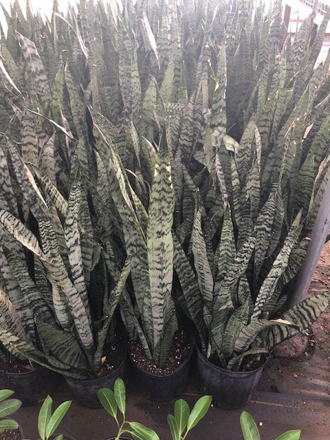 Photo for Sansevieria trifasciata (Snake Plant, Mother-in-Law's Tongue)