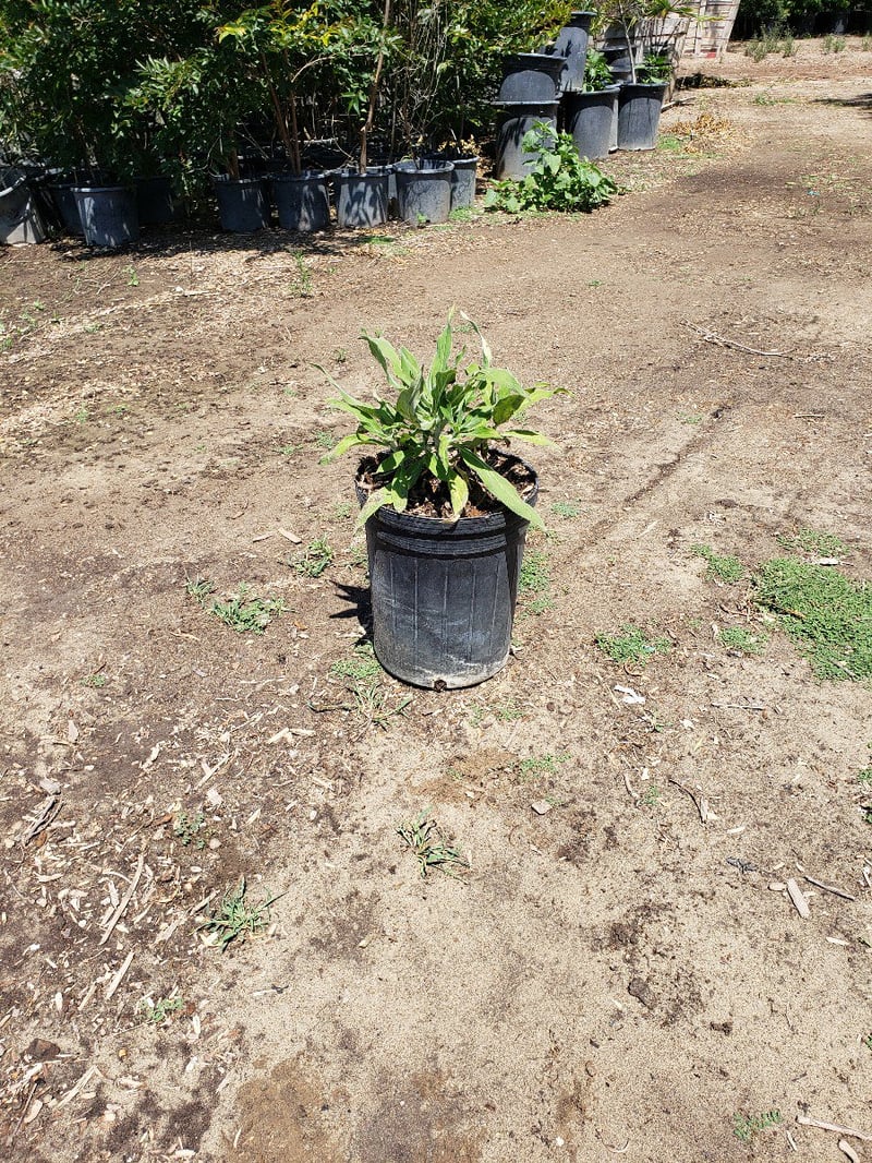 Photo for Echium candicans (E. fastuosum) (Pride of Madeira)
