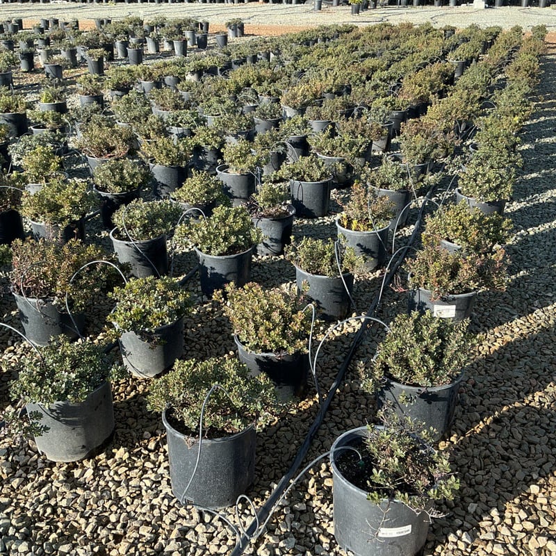 Photo for Arctostaphylos 'Emerald Carpet' ('Emerald Carpet' Manzanita)