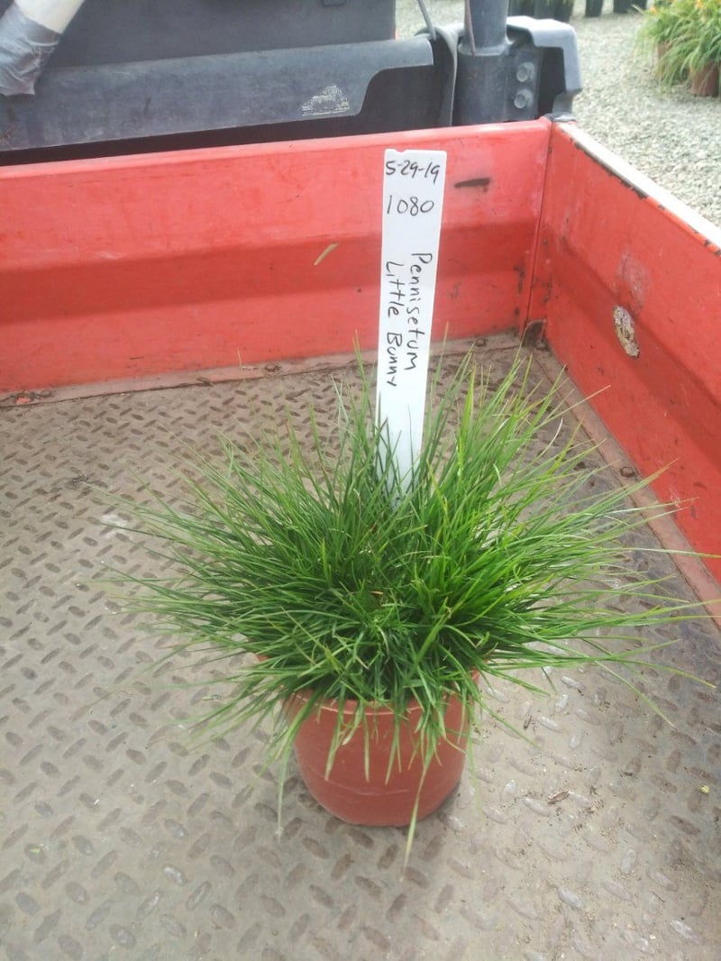 Photo for Pennisetum alopecuroides 'Little Bunny' (Little Bunny Dwarf Fountain Grass)