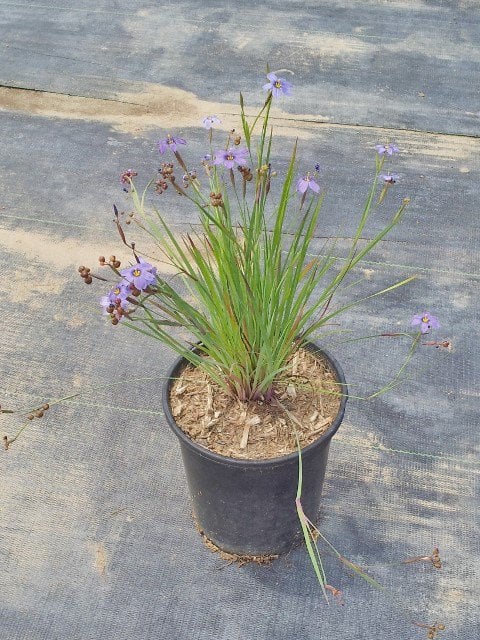 Photo for Sisyrinchium idahoense (S. bellum) (Blue Eyed Grass)
