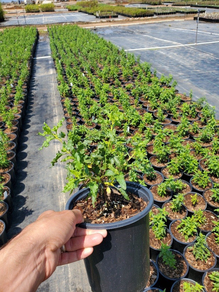 Photo for Bahiopsis laciniata (San Diego Sunflower)
