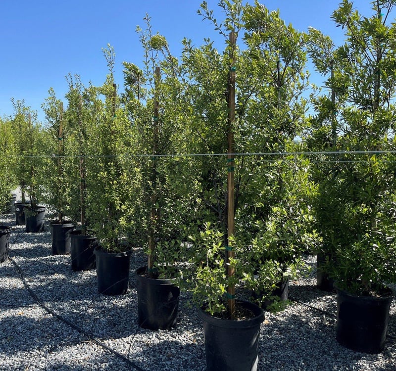 Photo for Pittosporum tenuifolium (Kohuhu)