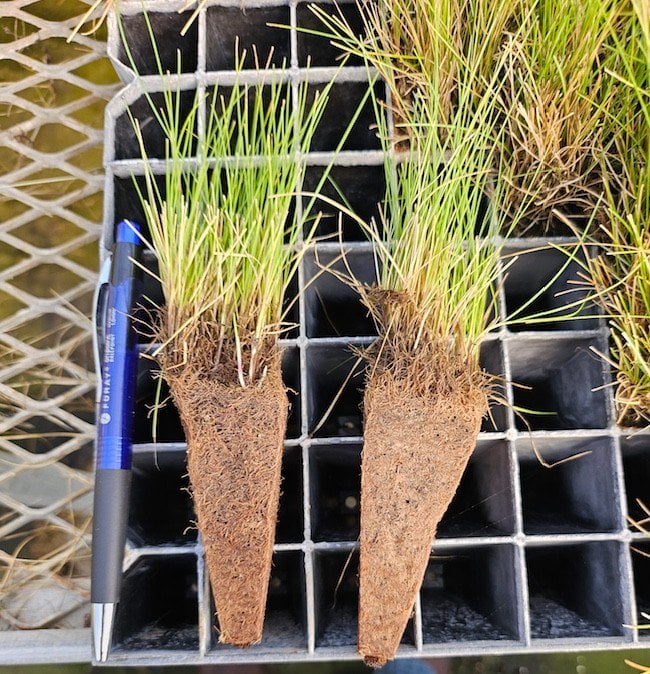 Photo for Festuca rubra 'Molate' (Creeping Red Fescue)
