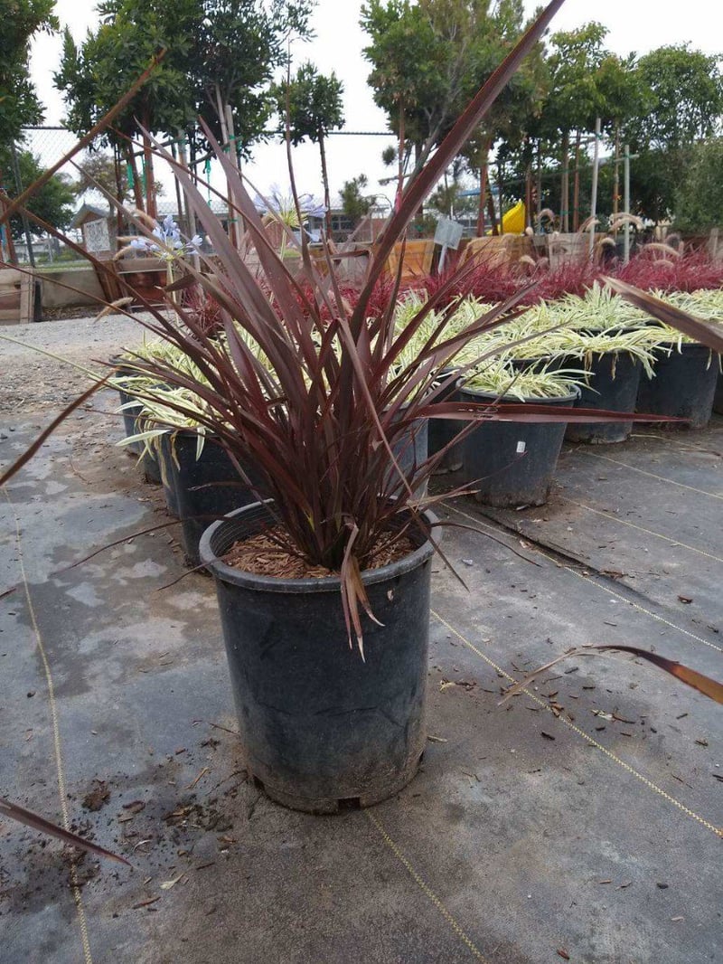 Photo for Phormium 'Amazing Red' (Amazing Red New Zealand flax)
