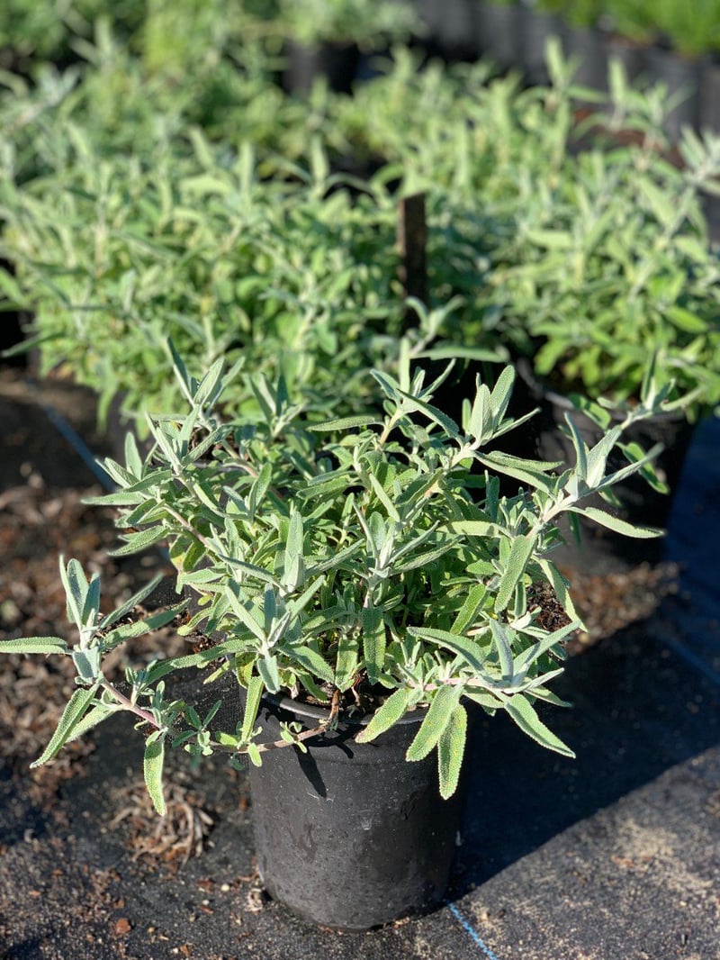 Photo for Salvia leucophylla 'Point Sal' (Low Purple Sage)
