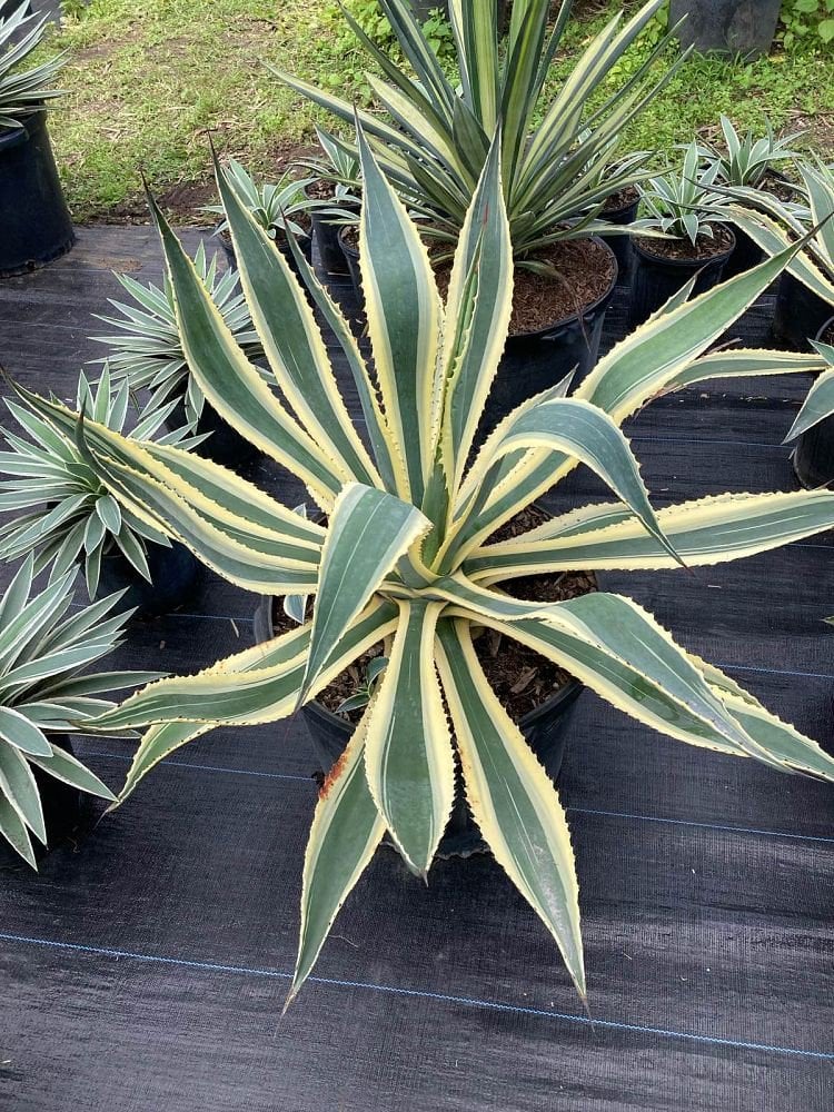 Photo for Agave americana 'Variegata' (Variegated Century Plant)