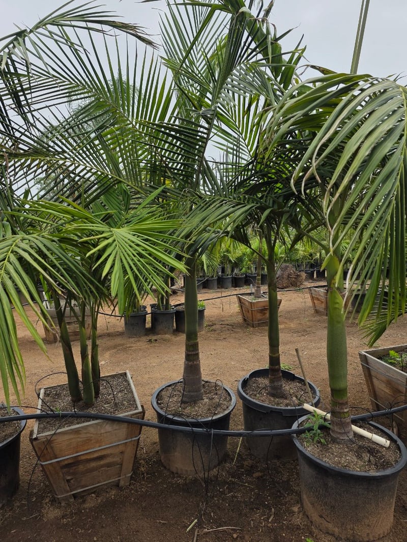 Photo for Archontophoenix cunninghamiana (King Palm)