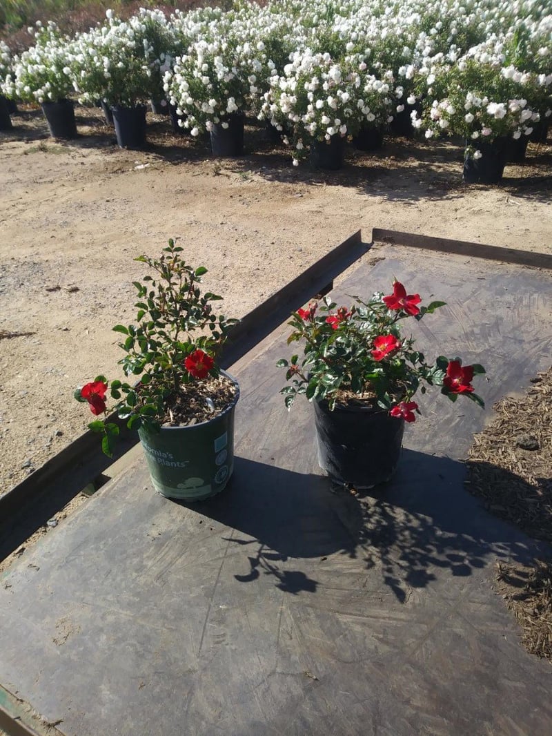 Photo for Rosa x 'Noare' (Flower Carpet Red Groundcover Rose)