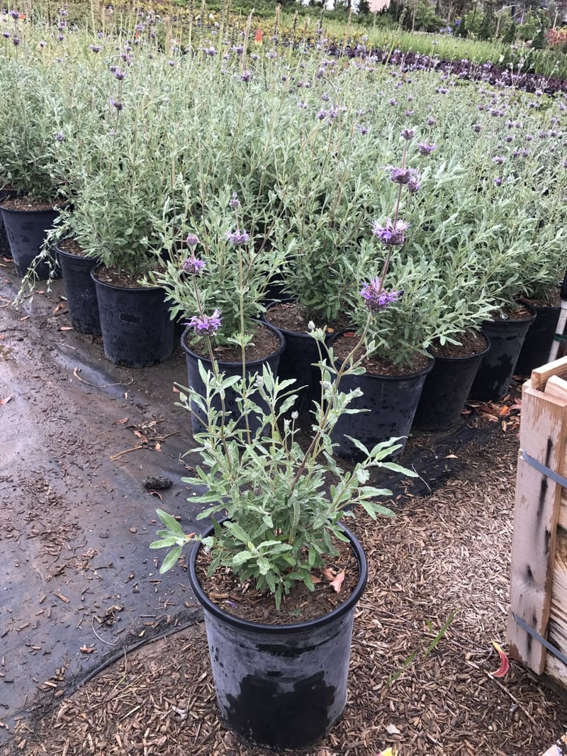 Photo for Salvia 'Allen Chickering' (Allen Chickering Sage)