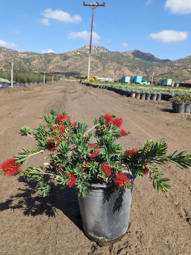 Photo for Callistemon citrinus (Bottle Brush Tree)