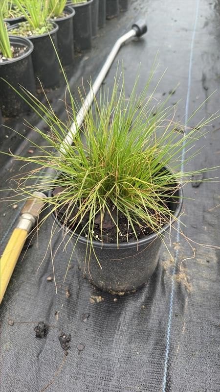Photo for Sporobolus heterolepis (Prairie Dropseed )