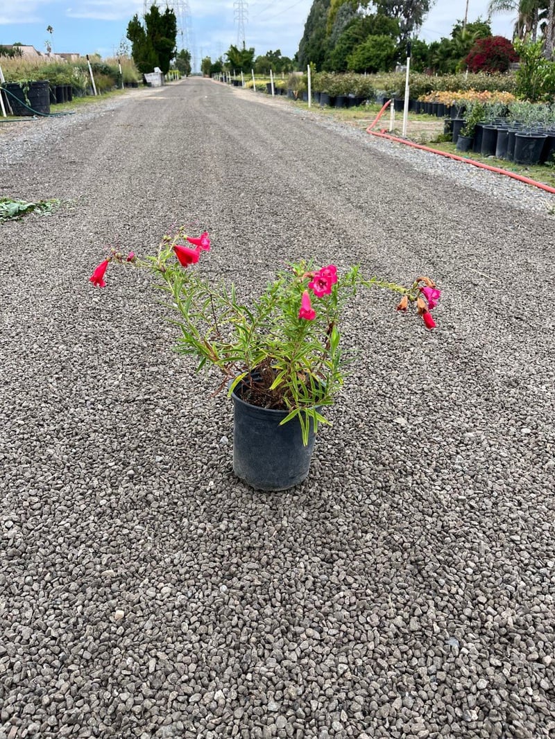 Photo for Penstemon x 'Firebird' (Schoenholzeri) (Firebird Beard Tongue)