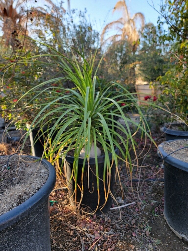 Photo for Beaucarnea recurvata (Ponytail Palm, Bottle Palm)
