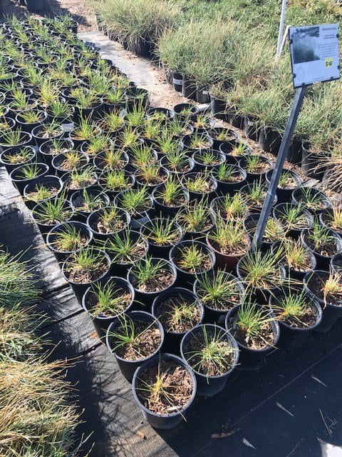 Photo for Sesleria autumnalis (Autumn Moor Grass)