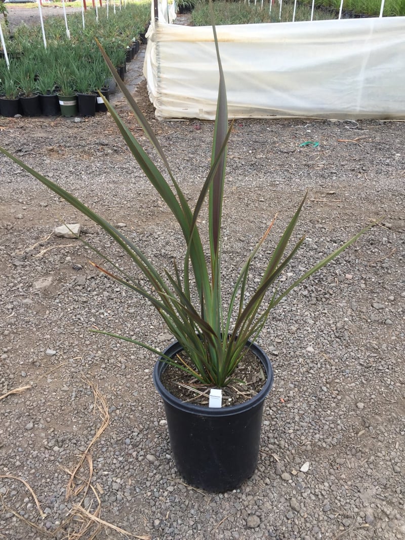 Photo for  Phormium ‘Coordination’ (Coordination New Zealand Flax)