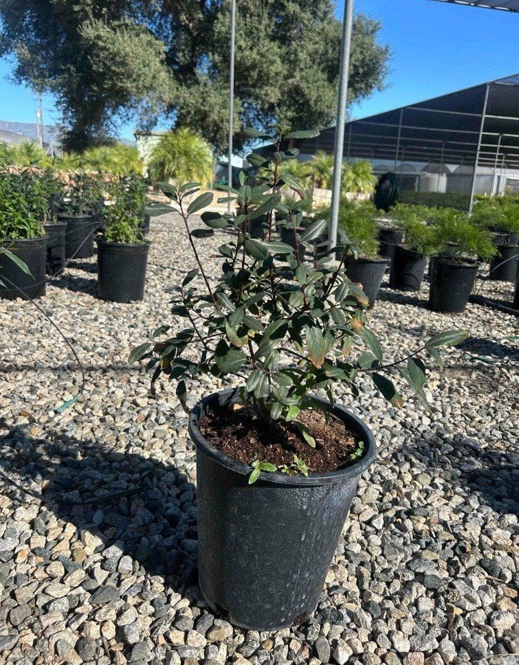 Photo for Rhamnus californica (Coffeeberry)