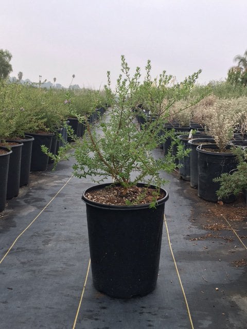 Photo for Westringia fruticosa 'Blue Gem' (Blue Gem Coast Rosemary)