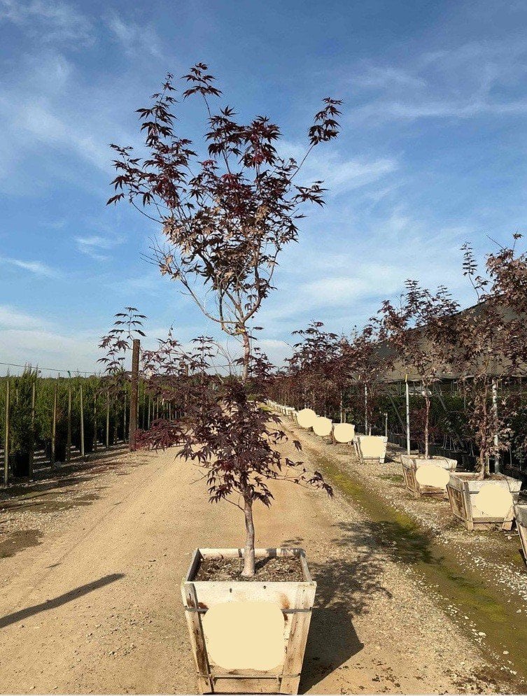 Photo for Acer palmatum 'Bloodgood' (Bloodgood Japanese Maple)