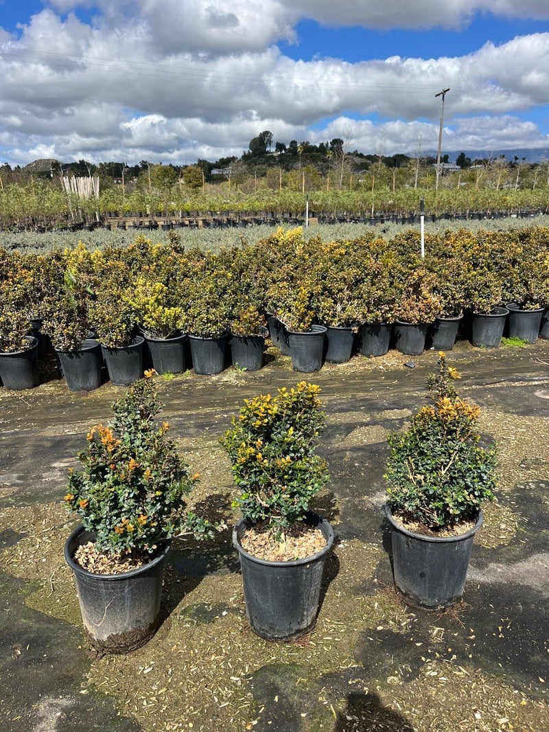 Photo for Buxus microphylla japonica 'Green Beauty' (Japanese Boxwood 'Green Beauty')