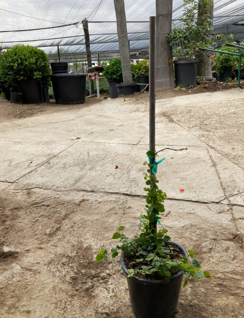 Photo for Ficus pumila (Staked) (Creeping Fig)