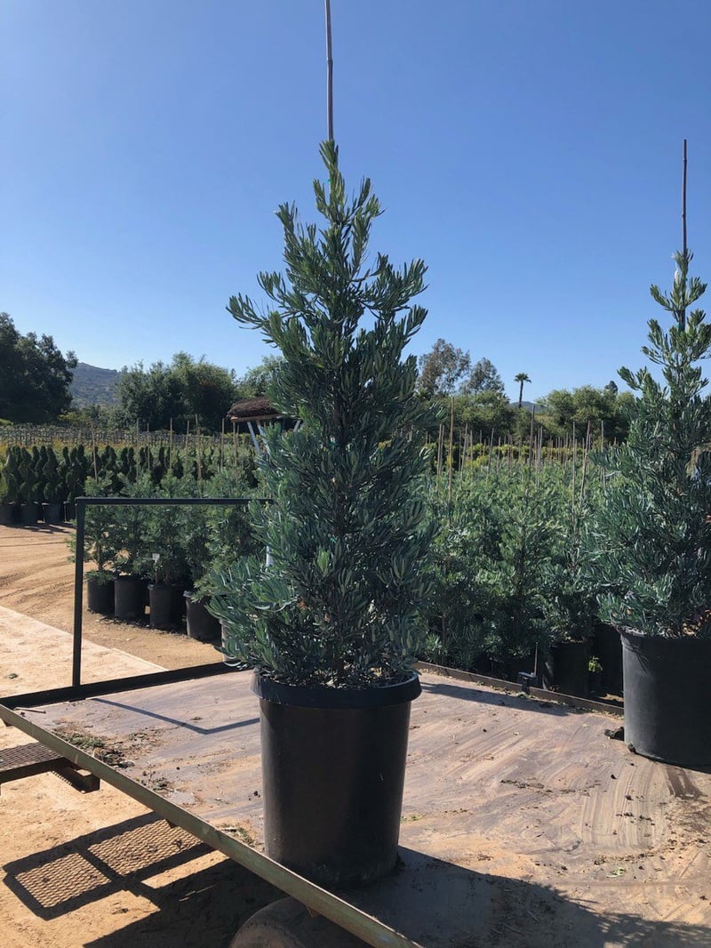 Photo for Podocarpus elongatus ‘Icee Blue' (Icee Blue Fern Pine)
