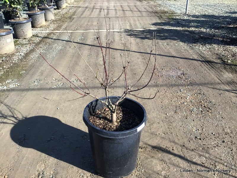 Photo for Acer circinatum (Vine Maple)