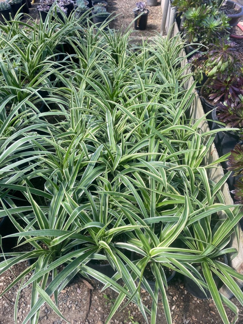 Photo for Chlorophytum comosum 'Variegatum' (Reverse Variegated Spider Plant)