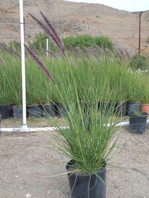 Photo for Pennisetum setaceum (Fountain Grass)