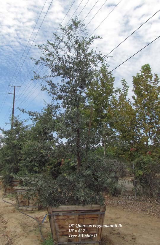 Photo for Quercus engelmannii (Mesa Oak, Engelmann Oak)