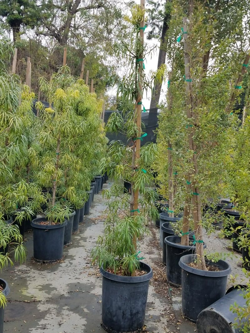 Photo for Podocarpus henkelii (Column) (Long Leafed Yellow-wood)
