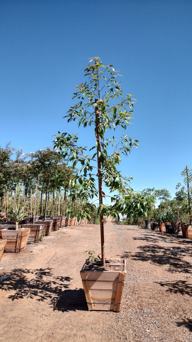 Photo for Lophostemon confertus (Standard) (Brisbane Box)