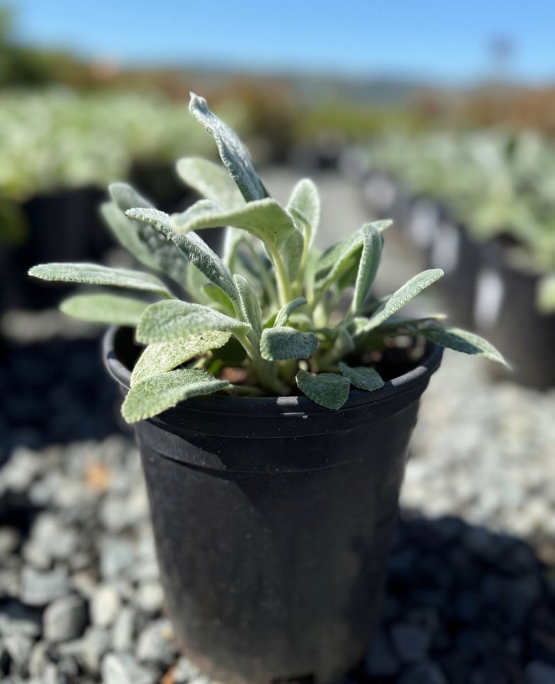 Photo for Stachys byzantina 'Silver Carpet' (Silver Carpet Lamb's Ears)