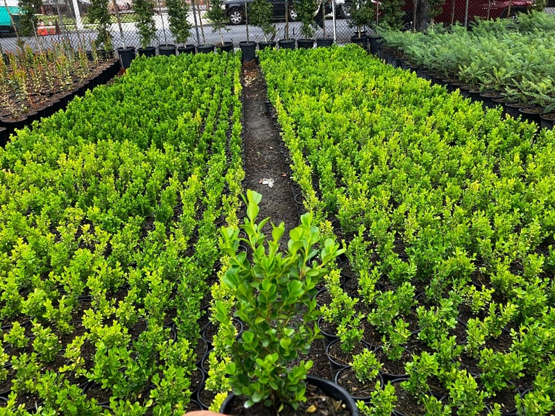 Photo for Buxus microphylla japonica (Japanese Boxwood)