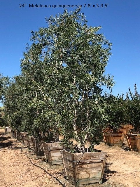 Photo for Melaleuca quinquenervia (Cajeput Tree, Paperbark Tree)