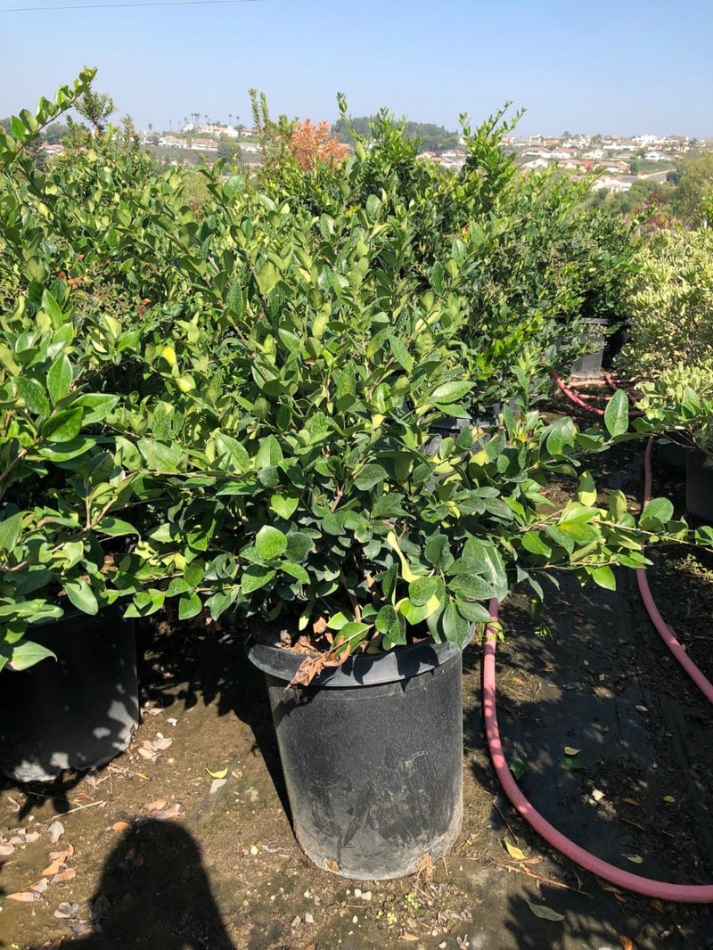 Photo for Ligustrum japonicum 'Texanum' (Waxleaf Privet)