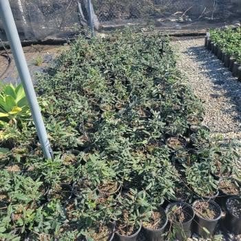 Photo for Frangula californica (Rhamnus californica) 'Mound San Bruno' (Mound San Bruno Coffeeberry)
