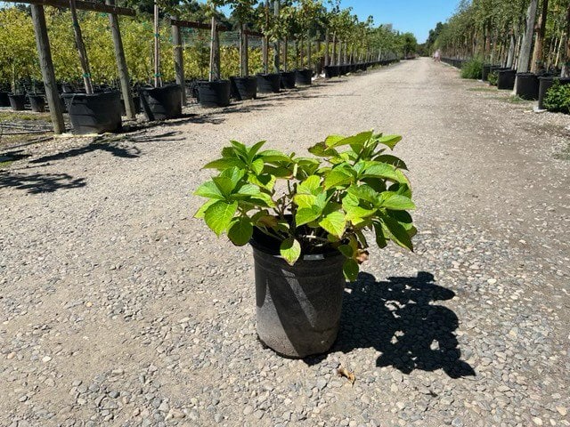 Photo for Hydrangea macrophylla (Hydrangea)