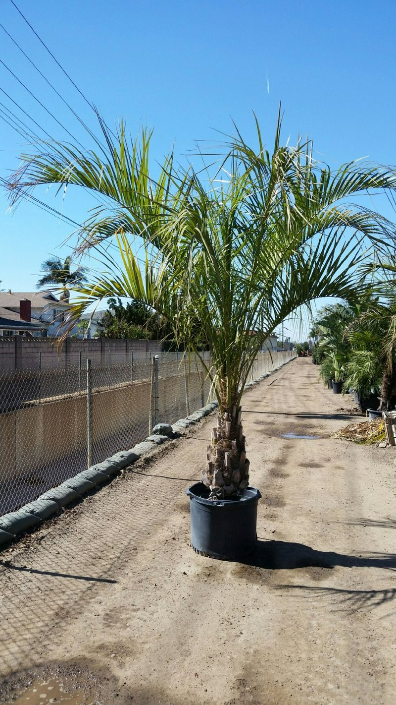 Photo for Butia capitata (Jelly Palm)