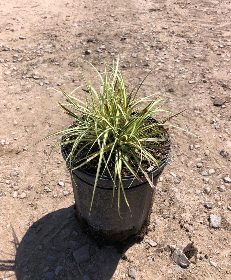 Photo for Carex elata 'Evergold' (Evergold Golden Sedge)