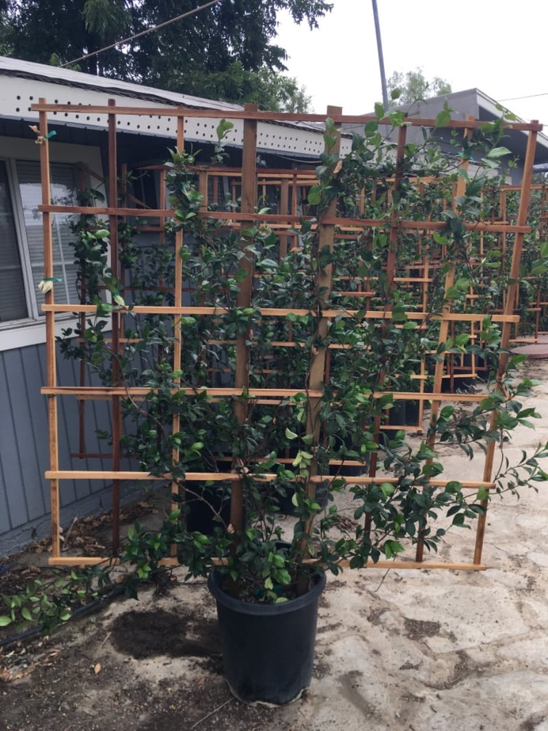 Photo for Trachelospermum jasminoides (Espalier) (Espaliered Star Jasmine)