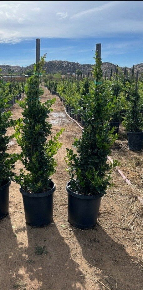 Photo for Ligustrum japonicum 'Texanum' (Staked) (Waxleaf Privet japonicum)