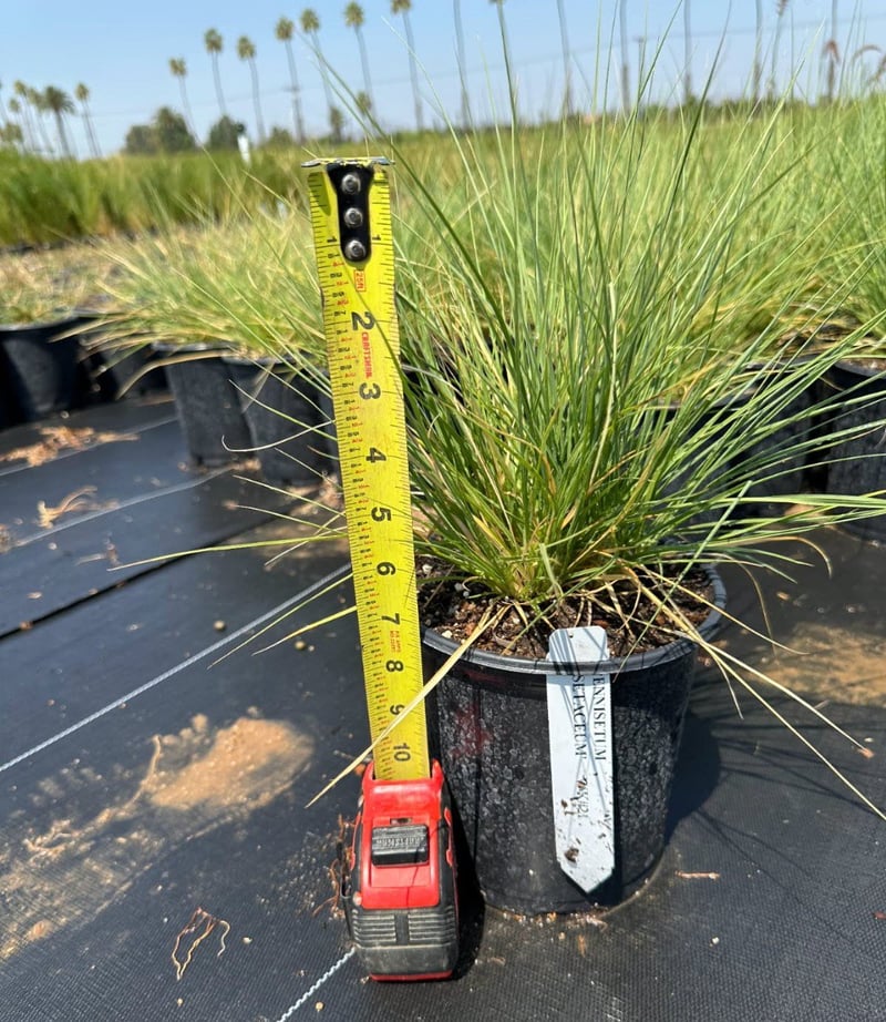 Photo for Pennisetum setaceum (Fountain Grass)