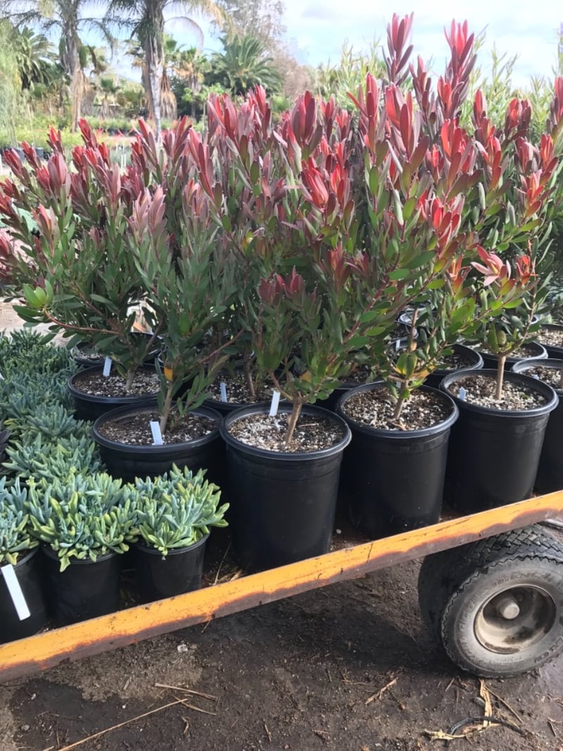 Photo for Leucadendron hybrid ‘Safari Sunset’ (Safari Sunset Conebush)