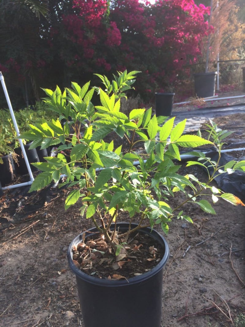 Photo for Tecoma stans (Yellow Bells)