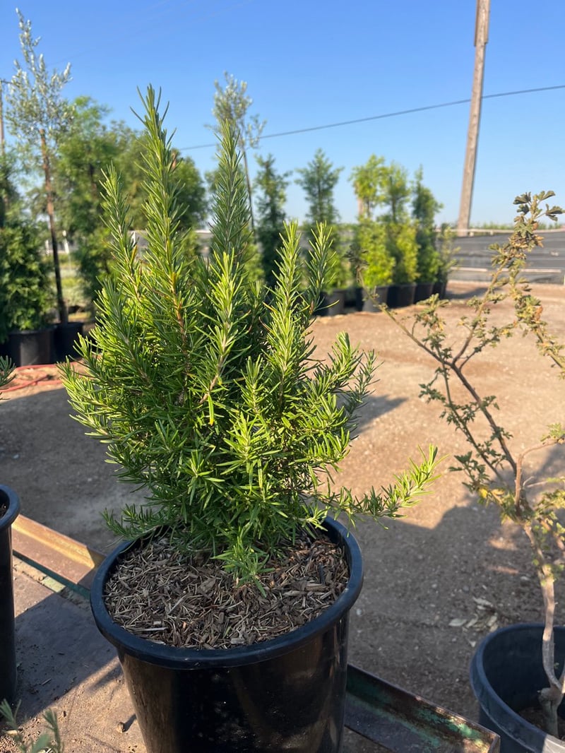 Photo for Rosemary officinalis 'Upright' (Upright Rosemary)