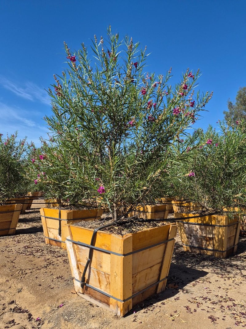 Photo for Chilopsis linearis 'Bubba' (Multi) (Bubba Desert Willow)