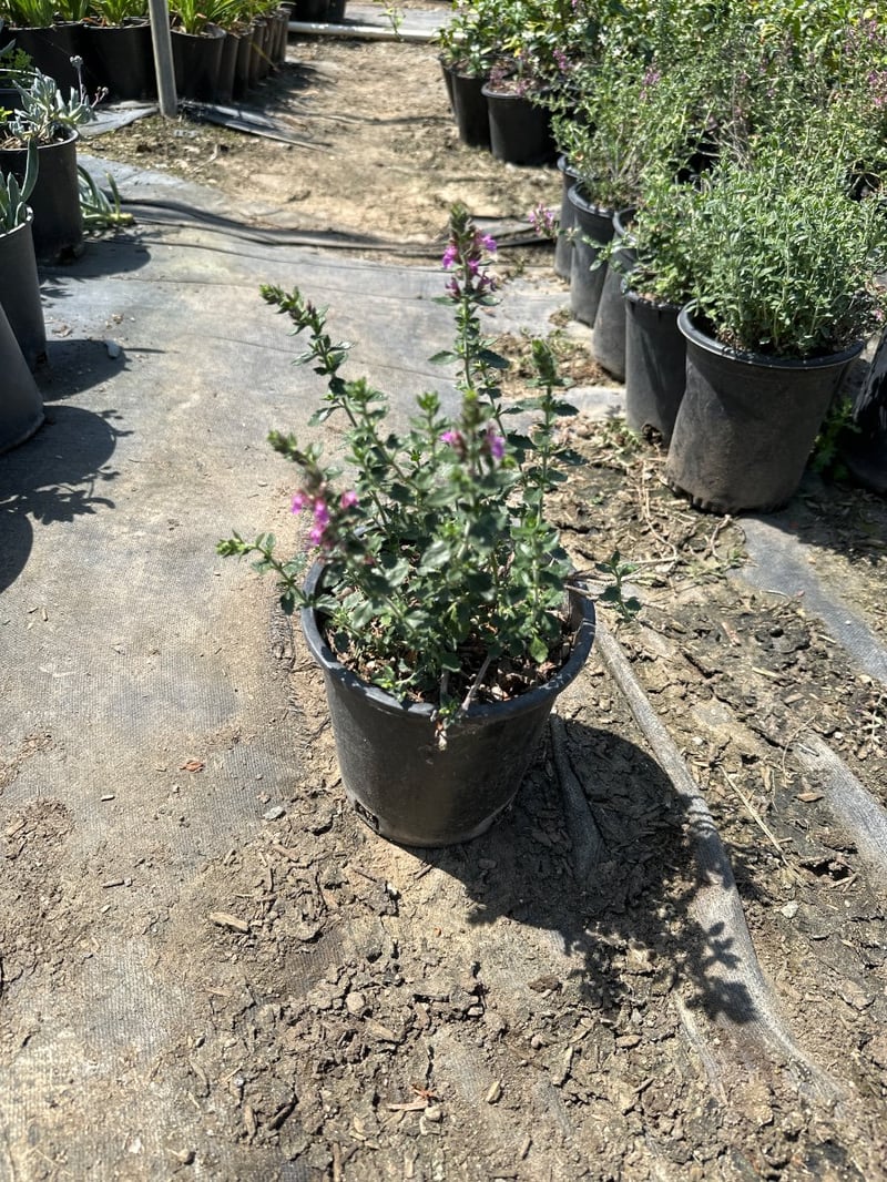 Photo for Teucrium chamaedrys (Wall Germander)
